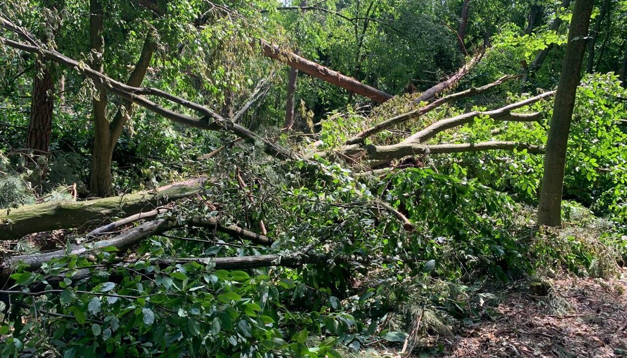 Буревій знищив понад 700 га лісу на Рівненщині