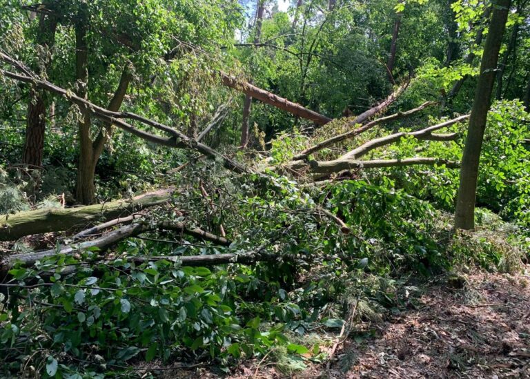 Буревій знищив понад 700 га лісу на Рівненщині