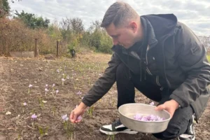 На Черкащині переселенець вирощує найдорожчу в світі спецію