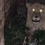 Правоохоронці показали, як ловили левицю-утікачку у Хмельницькому