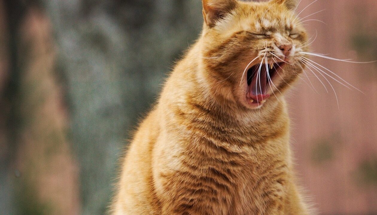 Гороскоп для всіх знаків зодіаку на 18 листопада 2025 року