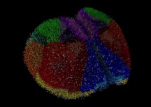 Суперкомп’ютер створив найреалістичніший віртуальний мозок у світі