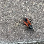 На Київщині дитину вкусив клоп-убивця