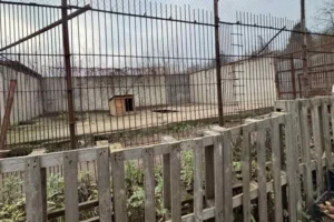 У Хмельницькому з реабілітаційного центру для диких тварин утекли два леви