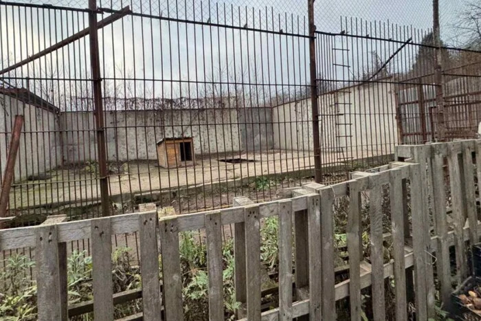 У Хмельницькому з реабілітаційного центру для диких тварин утекли два леви