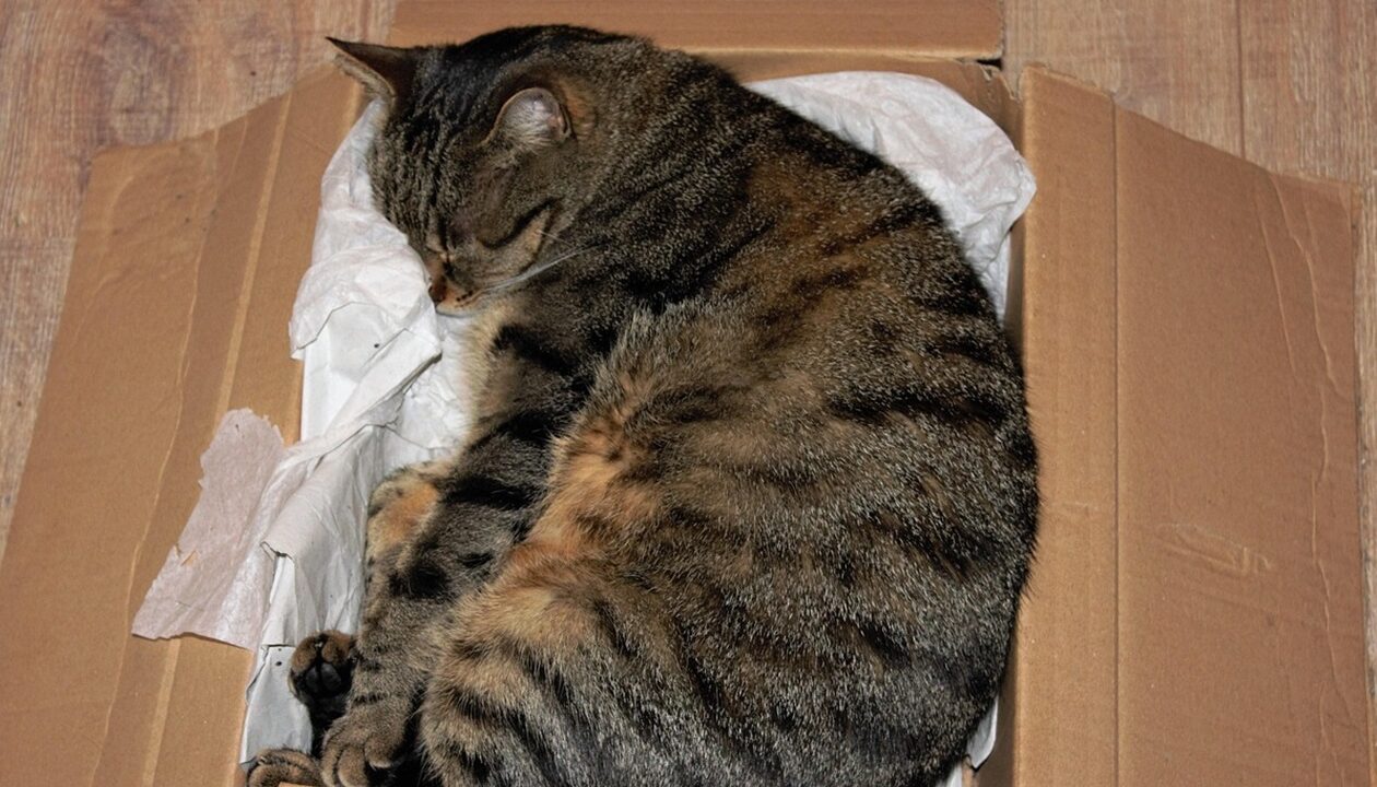 У Німеччині жінка відправила кішку поштою