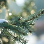 Синоптики розповіли про погоду у новорічну ніч в Україні