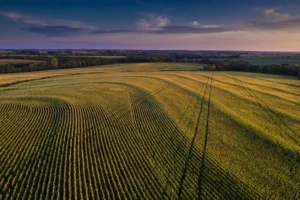 Скільки в Україні коштує гектар землі? Найдешевші та найдорожчі регіони