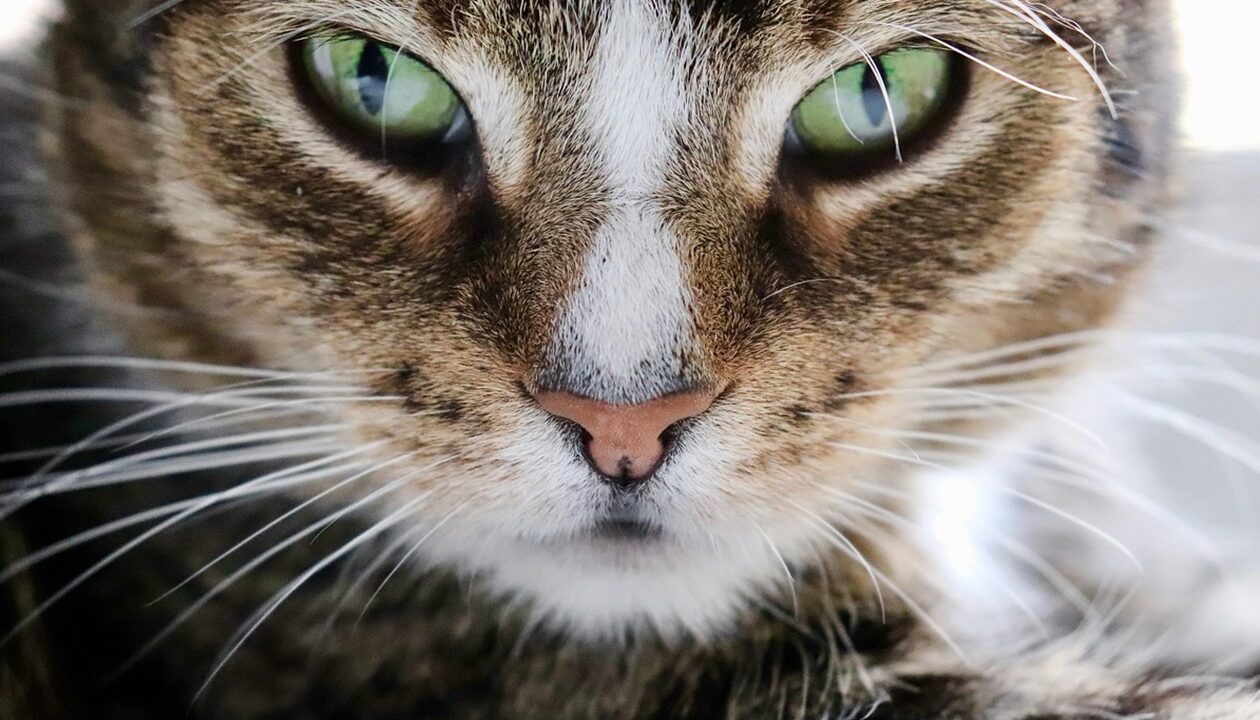 Гороскоп для всіх знаків зодіаку на 27 січня 2026 року