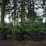 Стало відомо, де був найбільший попит і скільки ялинок купили українці цього сезону