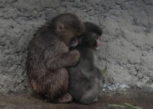 Самотня мавпочка Панч знайшла друга: її відкинула зграя