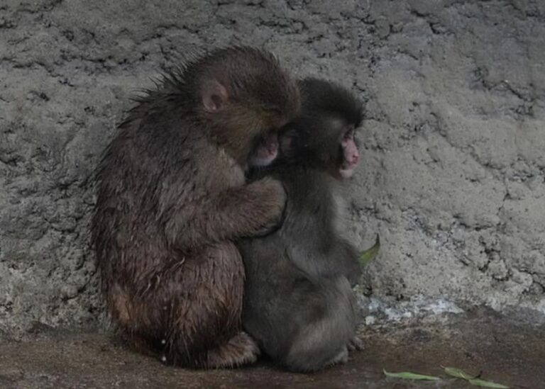 Самотня мавпочка Панч знайшла друга: її відкинула зграя