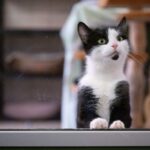 Кішок почали використовувати в терапії аутизму та тривожних розладів
