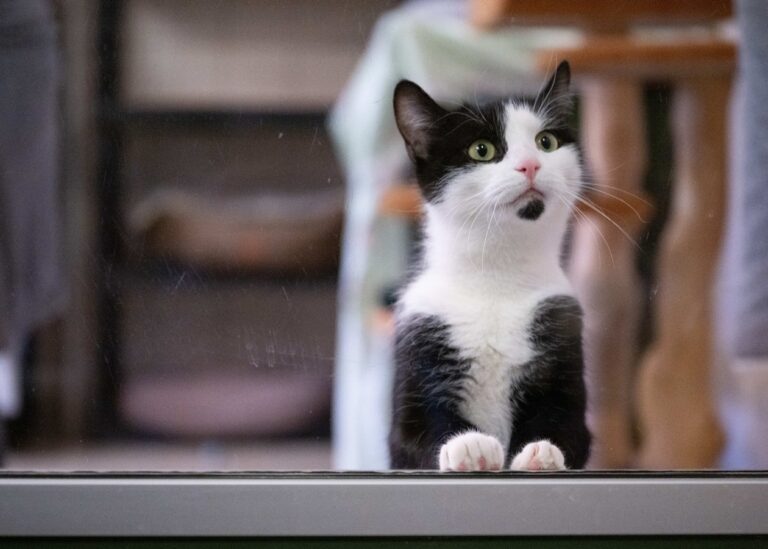 Кішок почали використовувати в терапії аутизму та тривожних розладів