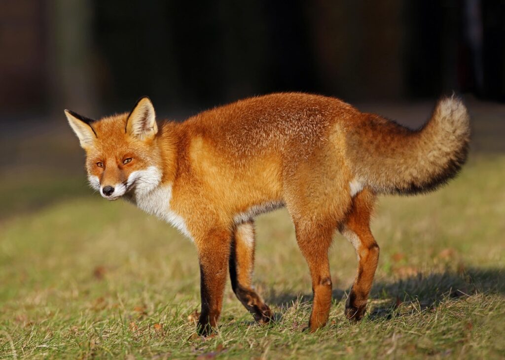 Лисиця проти вовка: унікальне відео полювання тварин