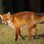 Лисиця проти вовка: унікальне відео полювання тварин