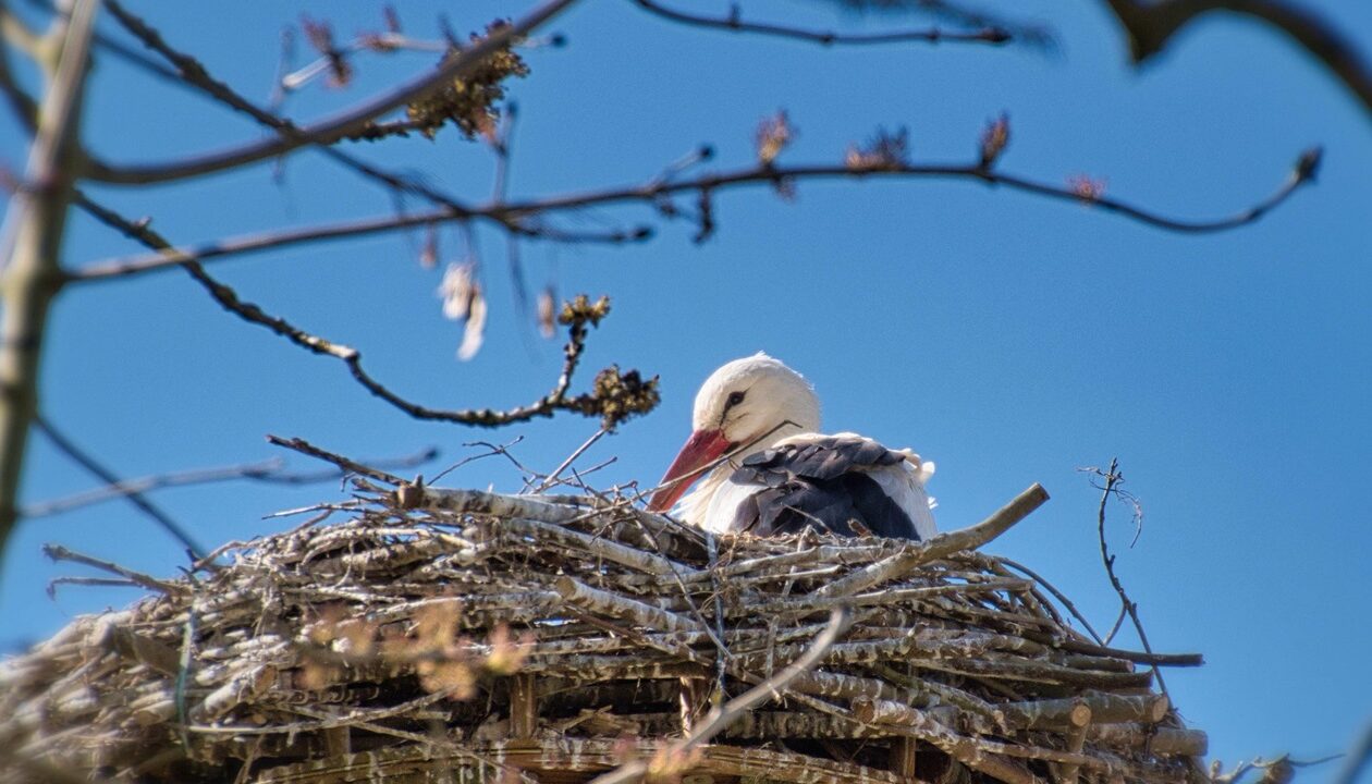 У знаменитих лелек Грицика і Одарки поповнення