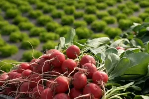 На Закарпатті стартував збір ранніх овочів: редис уже продають, капусту чекають у квітні