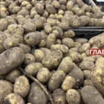 Ціни на картоплю в Україні падають: експертка пояснила причину