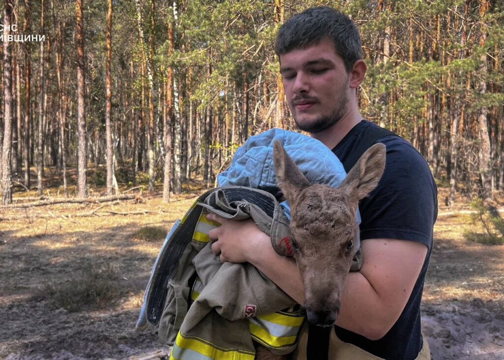 Зі спаленого Чорнобильского лісу врятували лосеня
